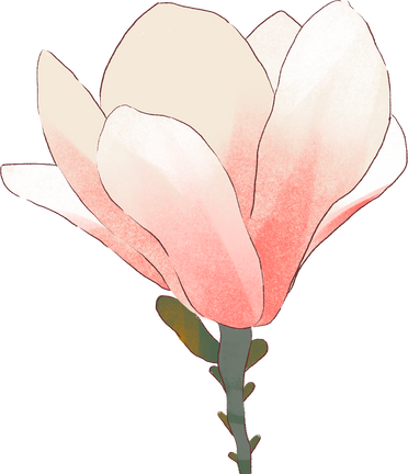 Soft Painting Magnolia Flower